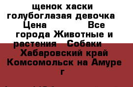 щенок хаски  голубоглазая девочка › Цена ­ 12 000 - Все города Животные и растения » Собаки   . Хабаровский край,Комсомольск-на-Амуре г.